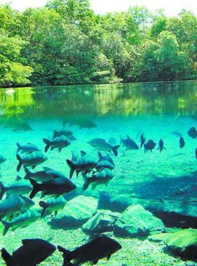 Rio de água cristalina com um cardume de peixes