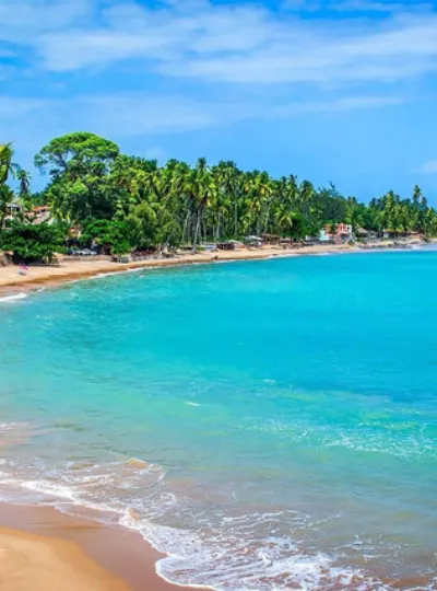 Praia de mar azul com um coqueiro debruçado sobre a areia